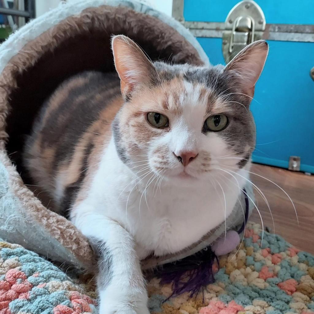 Enlarge Butterscotch, a Adoptable Domestic Short Hair in Delaware, OH image 2/6