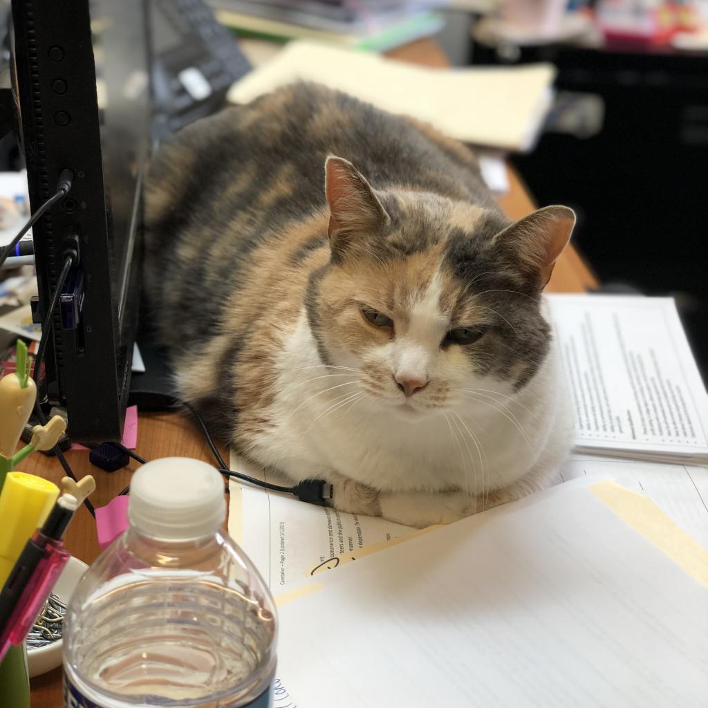 Enlarge Butterscotch, a Adoptable Domestic Short Hair in Delaware, OH image 3/6