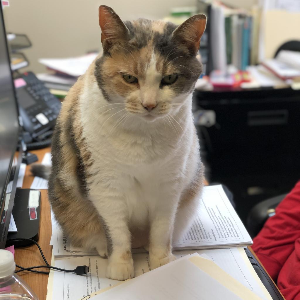 Enlarge Butterscotch, a Adoptable Domestic Short Hair in Delaware, OH image 6/6