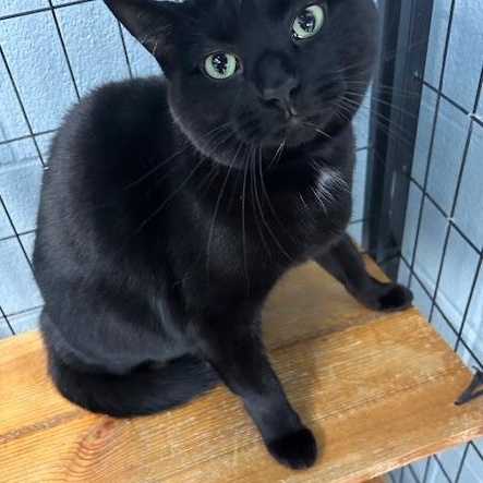 Bella, ADOPTABLE, Adult Female Domestic Short Hair.