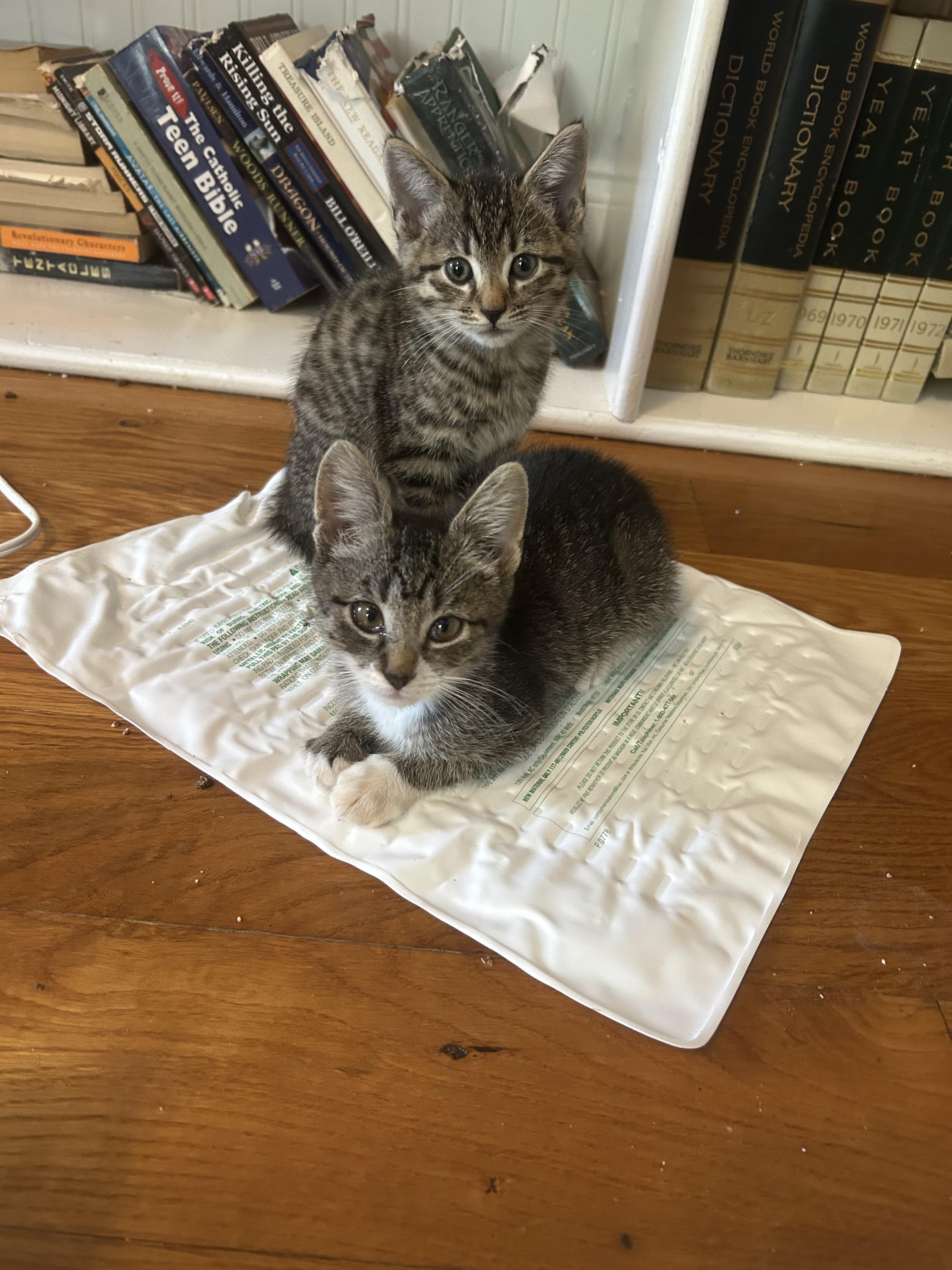 BREAKFAST FOOD CREW, a Adoptable Domestic Short Hair in Mount Pleasant, SC image 3/6