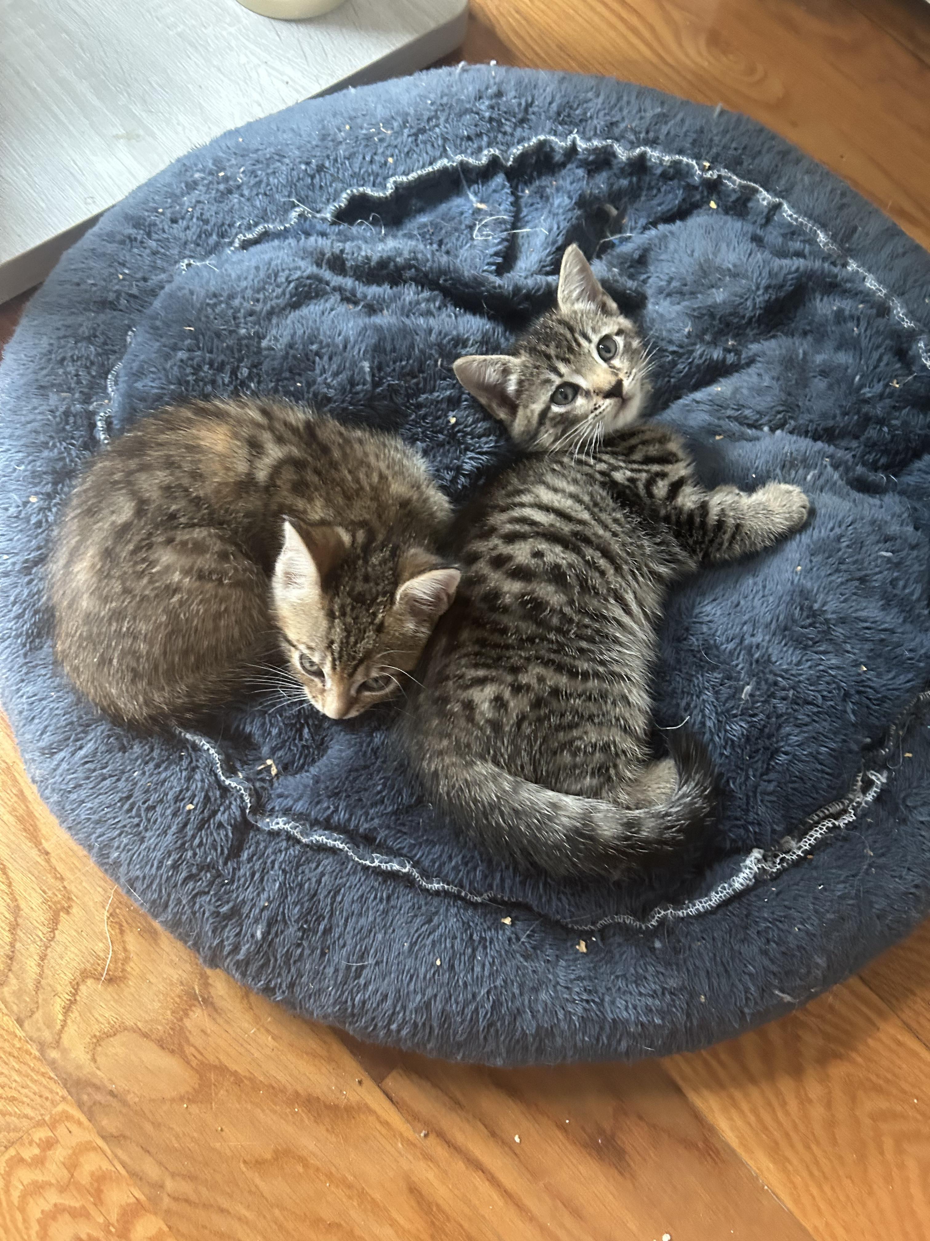 BREAKFAST FOOD CREW, a Adoptable Domestic Short Hair in Mount Pleasant, SC image 4/6