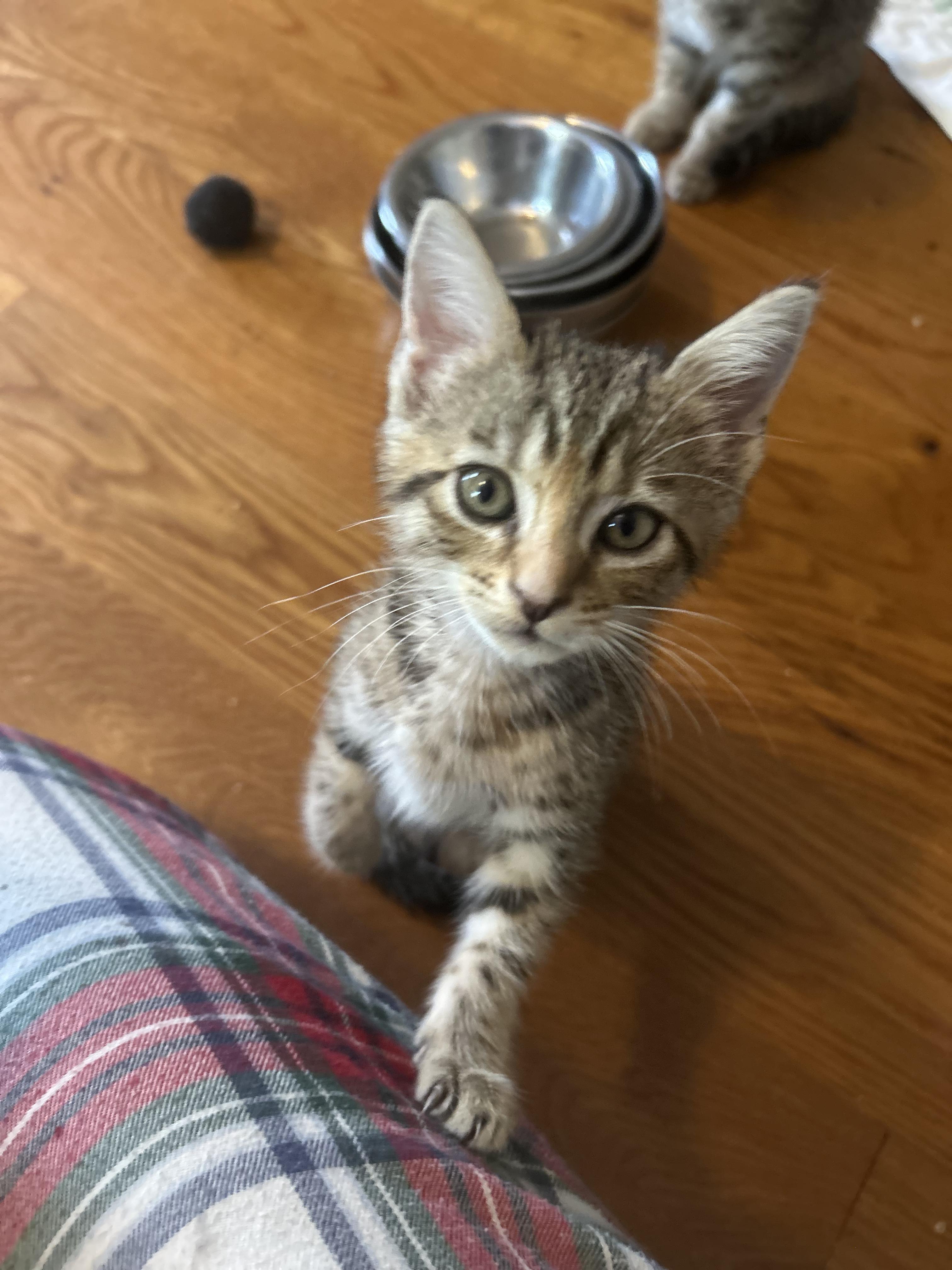 BREAKFAST FOOD CREW, a Adoptable Domestic Short Hair in Mount Pleasant, SC image 5/6
