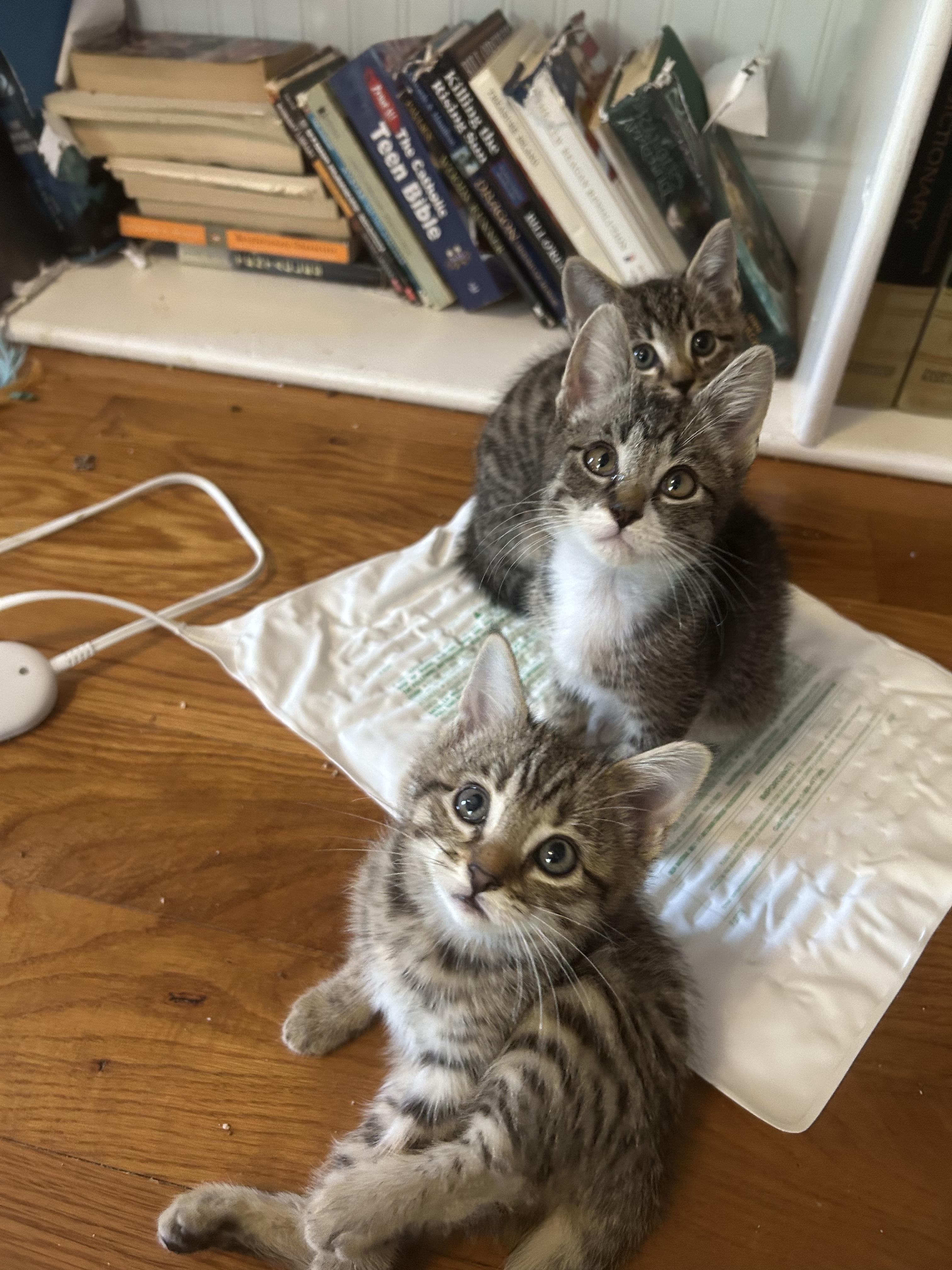 BREAKFAST FOOD CREW, a Adoptable Domestic Short Hair in Mount Pleasant, SC image 6/6