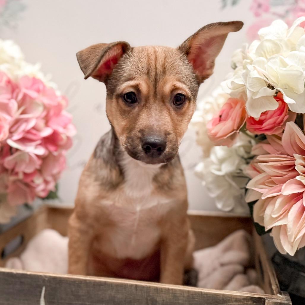 Fezzik, Adoptable, Puppy Male Husky & Chihuahua.
