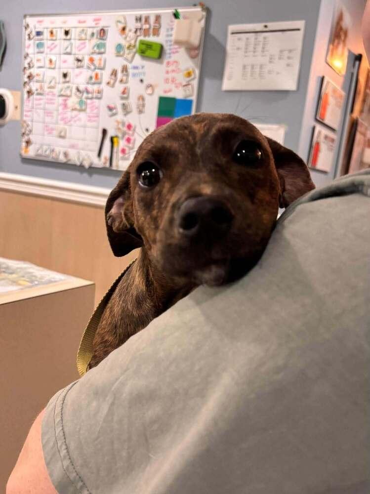 Enlarge Cheshire (Chessie), a Adoptable mixed breed in Statesboro, GA image 1/4