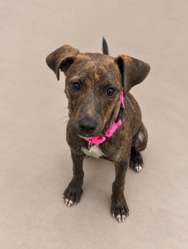 Enlarge Cheshire (Chessie), a Adoptable mixed breed in Statesboro, GA image 2/4