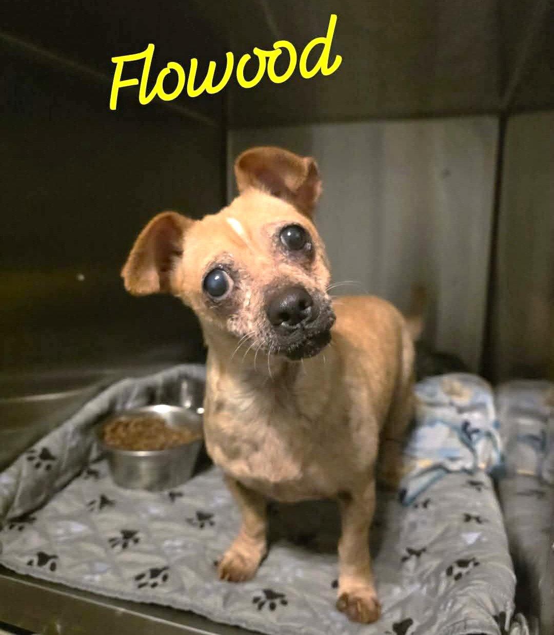 Flowood Wood, Adoptable, Adult Female Chihuahua & Dachshund.