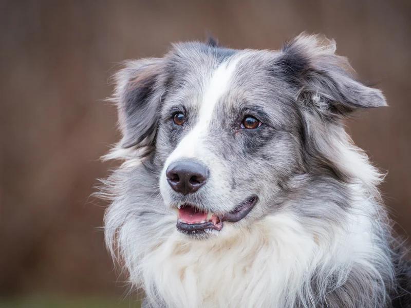 Huggie, adopted, Young Male Border Collie.