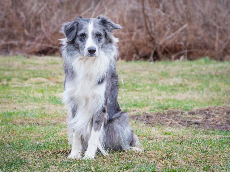 Enlarge Huggie, an adopted Border Collie in Pointe-Fortune, QC image 2/5