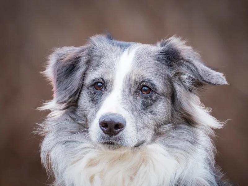 Enlarge Huggie, an adopted Border Collie in Pointe-Fortune, QC image 3/5