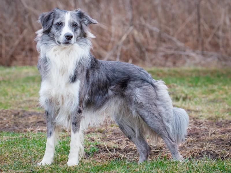 Enlarge Huggie, an adopted Border Collie in Pointe-Fortune, QC image 4/5