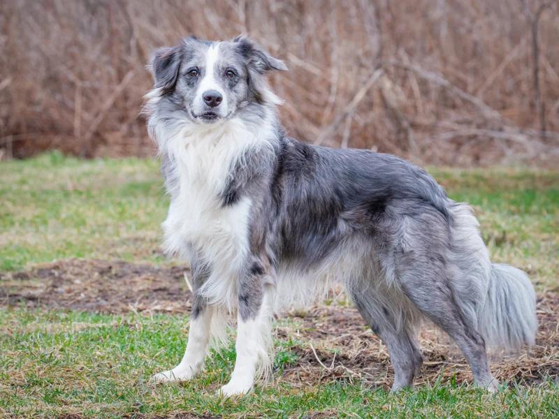 Enlarge Huggie, an adopted Border Collie in Pointe-Fortune, QC image 5/5