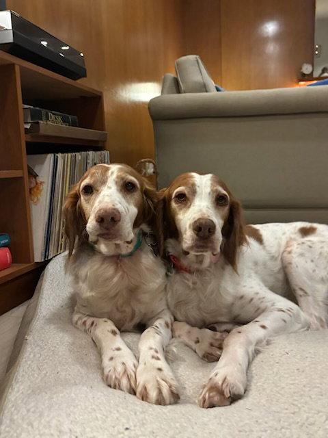 OR/Lucy (bonded with Susie), Adopted, Senior Female Brittany Spaniel.