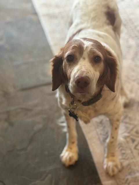 OR/Lucy (bonded with Susie), a Adopted Brittany Spaniel in Baldwinsville, NY image 2/3