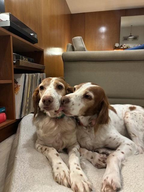 OR/Lucy (bonded with Susie), a Adopted Brittany Spaniel in Baldwinsville, NY image 3/3