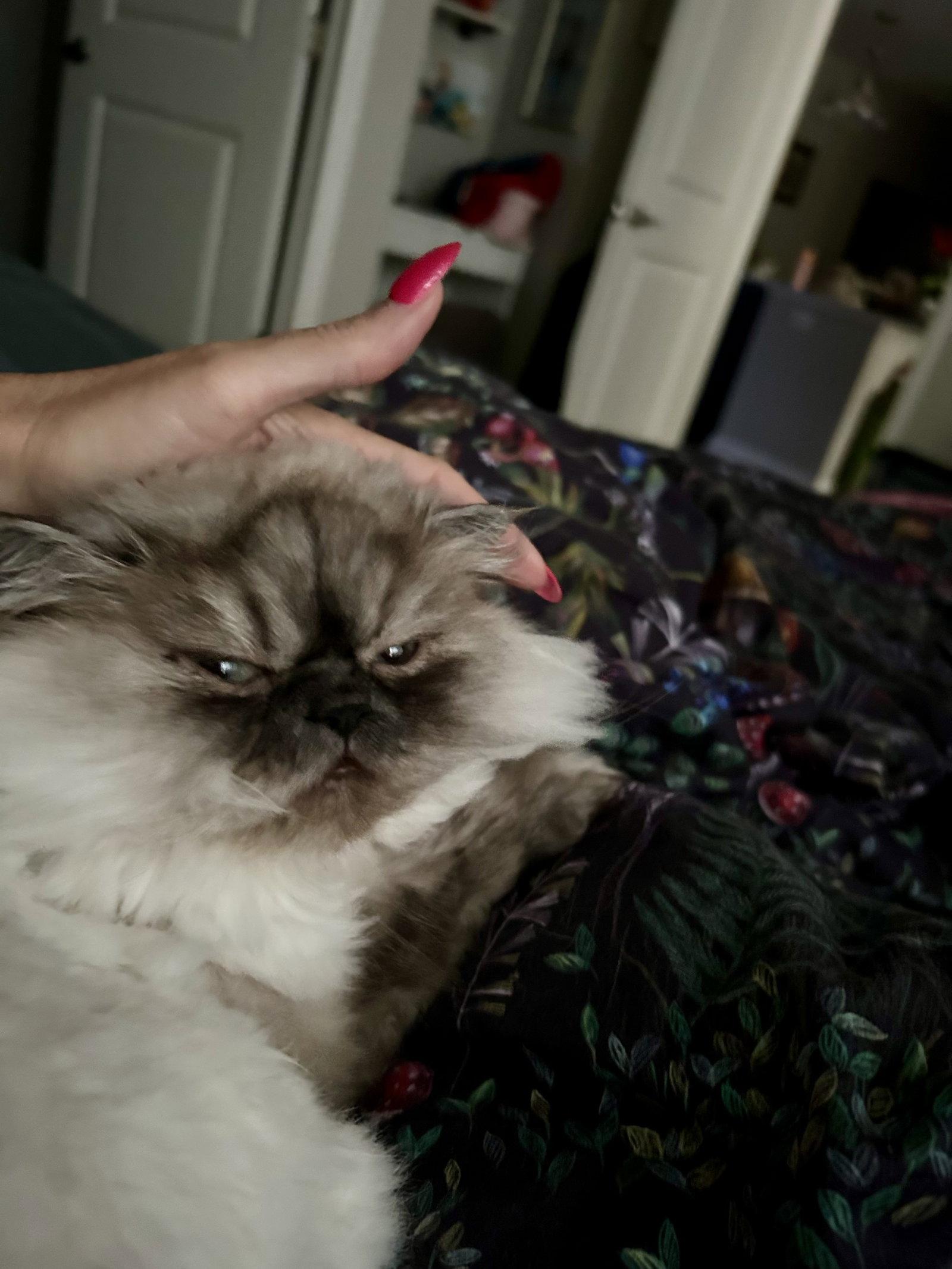 Enlarge Jeffrey, a Adopted Himalayan in Evergreen, CO image 1/3