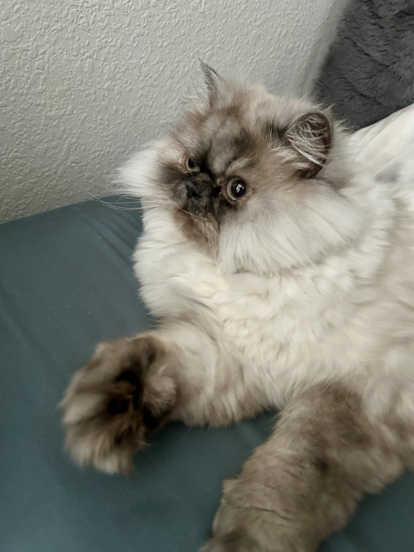 Enlarge Jeffrey, a Adopted Himalayan in Evergreen, CO image 2/3