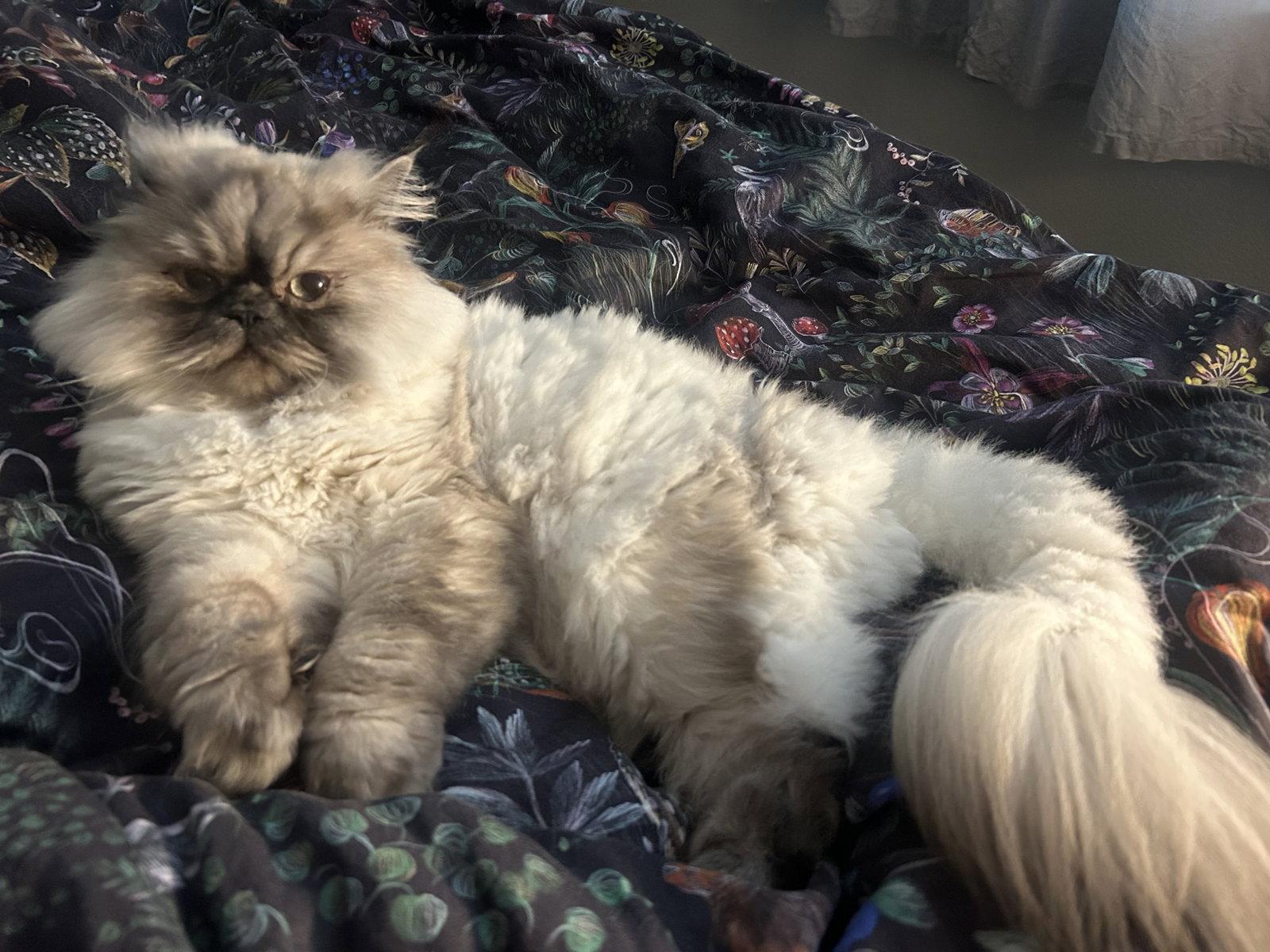Enlarge Jeffrey, a Adopted Himalayan in Evergreen, CO image 3/3