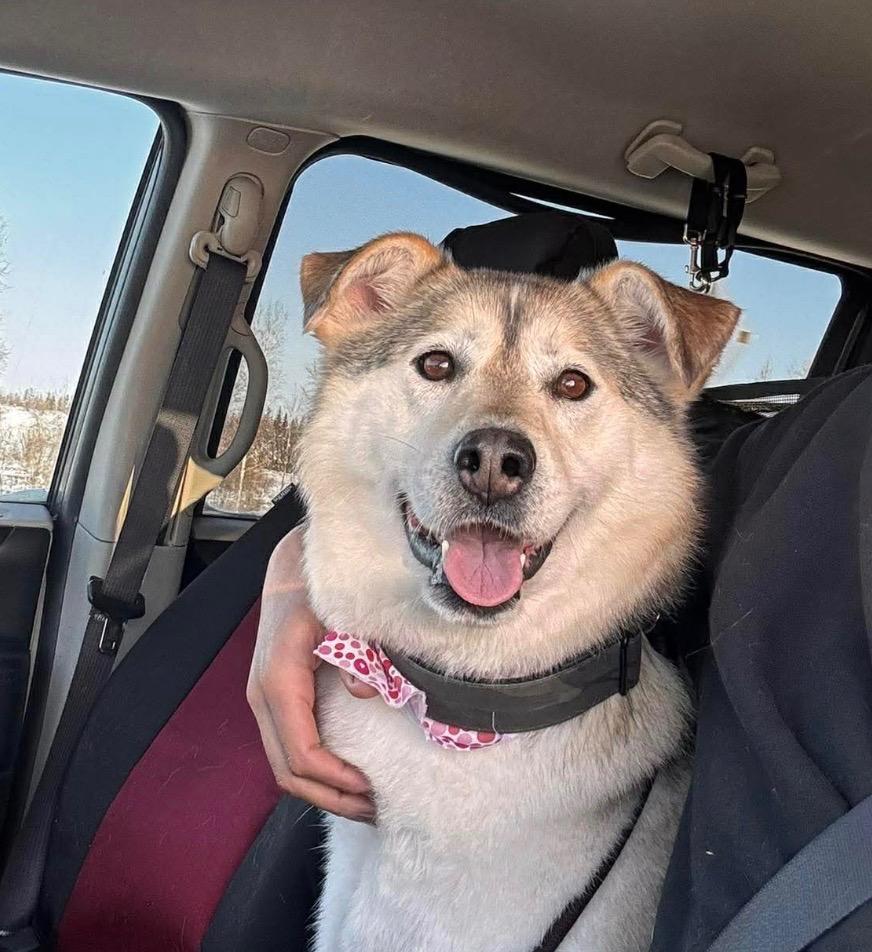 Star, Adoptable, Adult Female Husky.