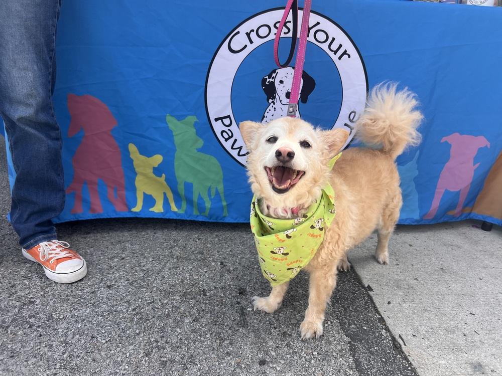 Lilly, Adoptable, Adult Female Poodle & Chihuahua.