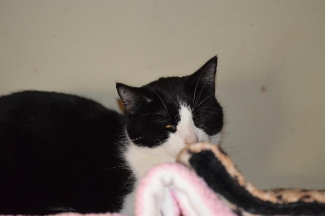 Enlarge Clayton, a Adoptable Domestic Short Hair in House Springs, MO image 1/2