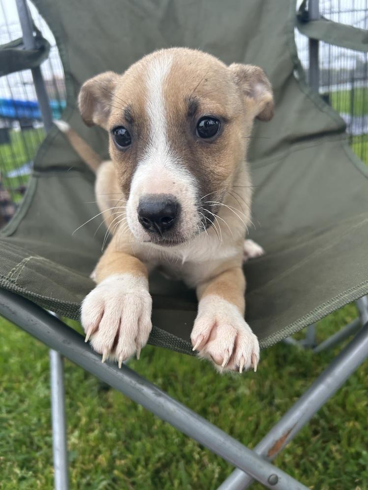 Cali, Adoptable, Puppy Male Australian Cattle Dog / Blue Heeler & Boxer.