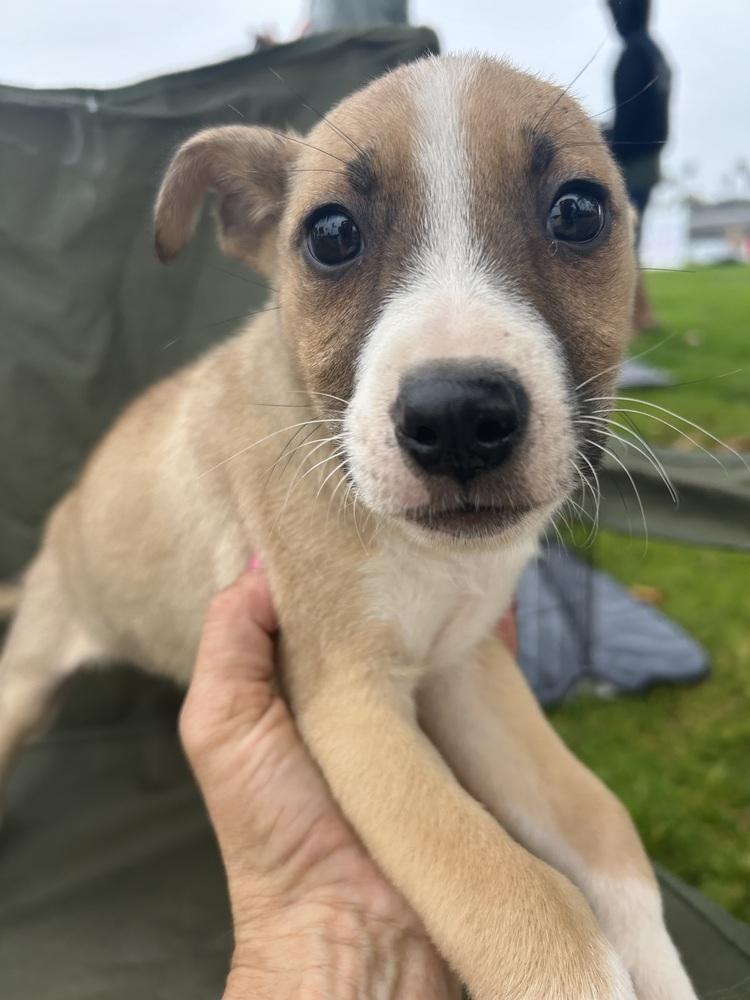 Enlarge Cali, a Adoptable mixed breed in San Diego, CA image 2/6