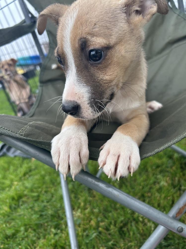 Enlarge Cali, a Adoptable mixed breed in San Diego, CA image 3/6