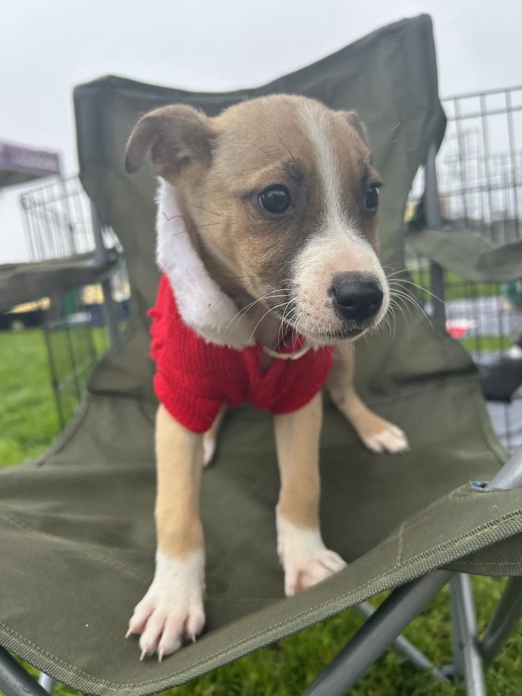 Enlarge Cali, a Adoptable mixed breed in San Diego, CA image 4/6