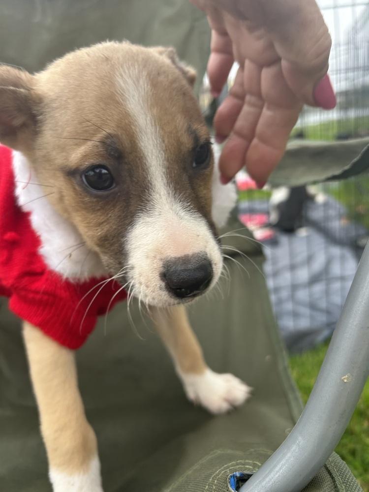 Enlarge Cali, a Adoptable mixed breed in San Diego, CA image 6/6