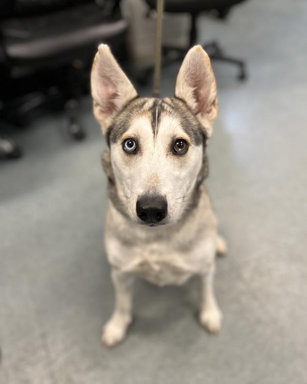 Wendy, Adoptable, Adult Female Siberian Husky & Shepherd.