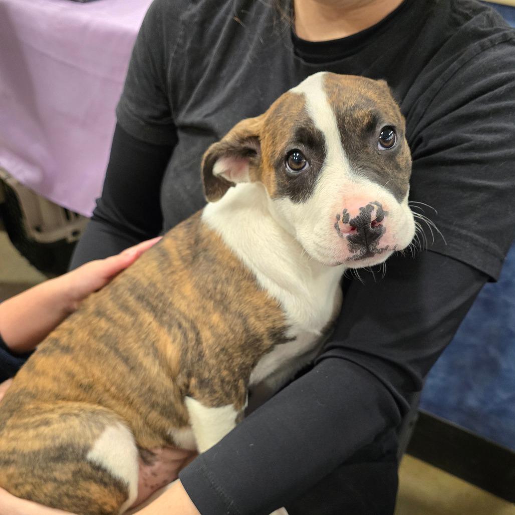 Maybach, Adoptable, Puppy Female Mixed Breed.