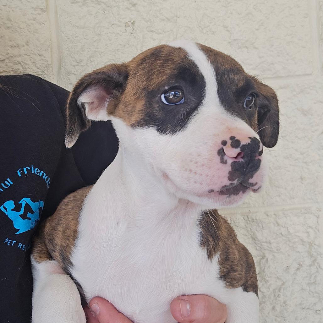 Enlarge Maybach, a Adoptable Mixed Breed in Williston, FL image 2/5