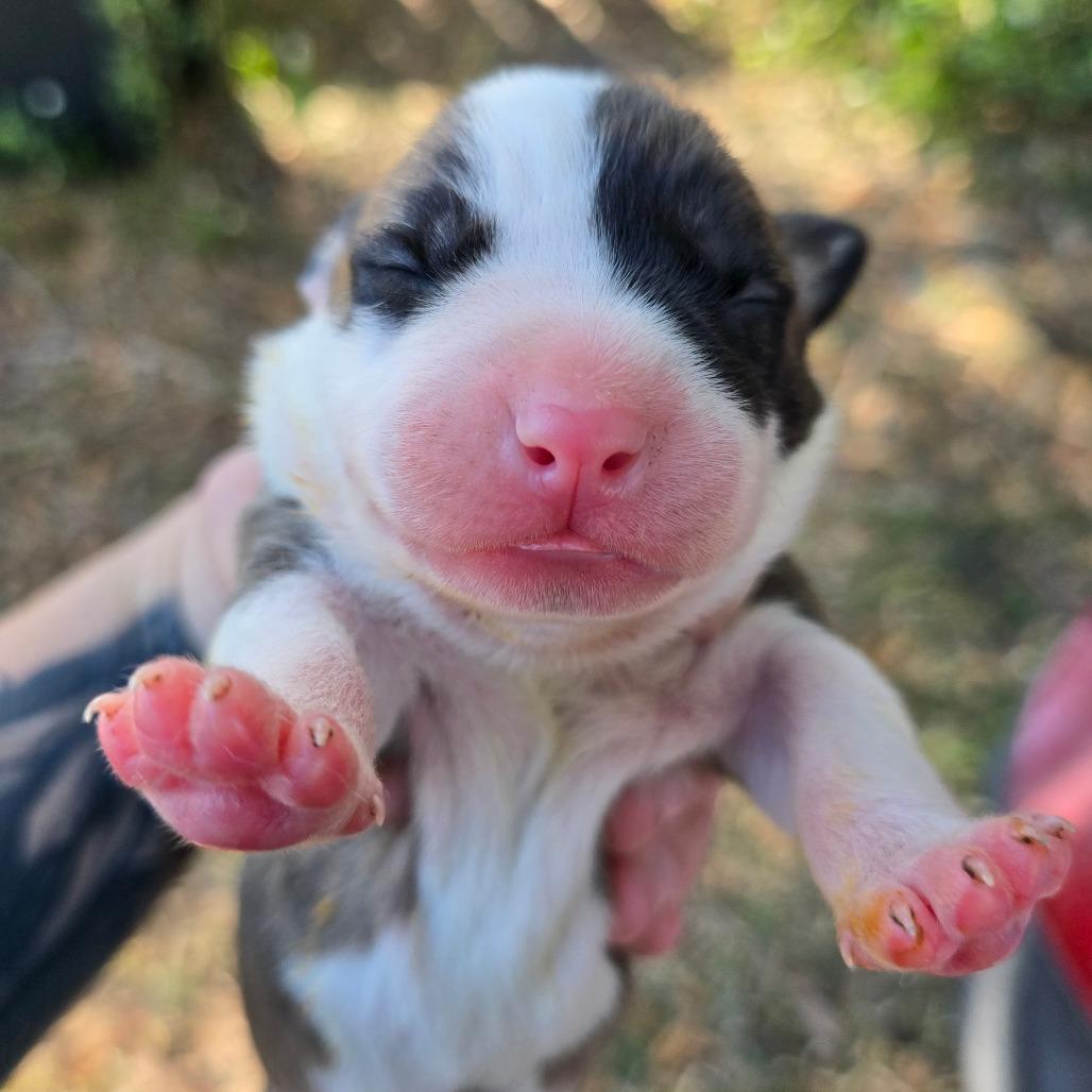 Enlarge Maybach, a Adoptable Mixed Breed in Williston, FL image 4/5