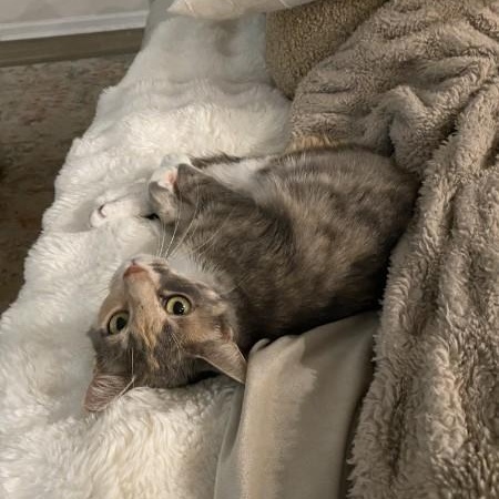 Enlarge Ellie, a Adoptable American Shorthair in Wilmington, NC image 2/6
