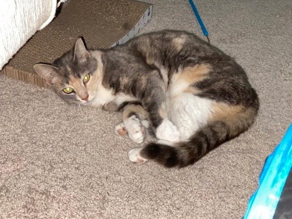 Enlarge Ellie, a ADOPTABLE American Shorthair in Wilmington, NC image 2/5
