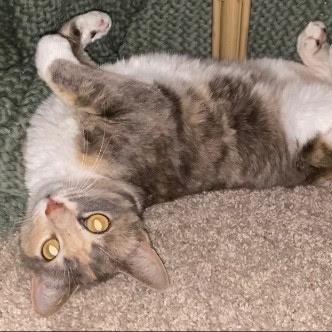 Enlarge Ellie, a ADOPTABLE American Shorthair in Wilmington, NC image 1/5