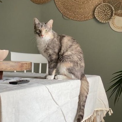 Enlarge Ellie, a Adoptable American Shorthair in Wilmington, NC image 1/6