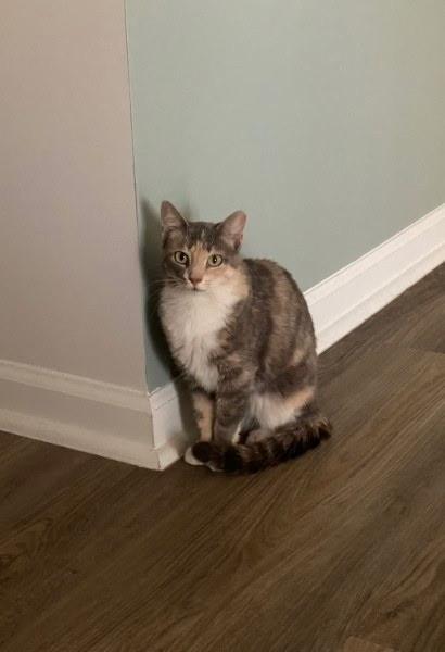 Enlarge Ellie, a ADOPTABLE American Shorthair in Wilmington, NC image 4/5