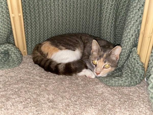 Enlarge Ellie, a ADOPTABLE American Shorthair in Wilmington, NC image 5/5