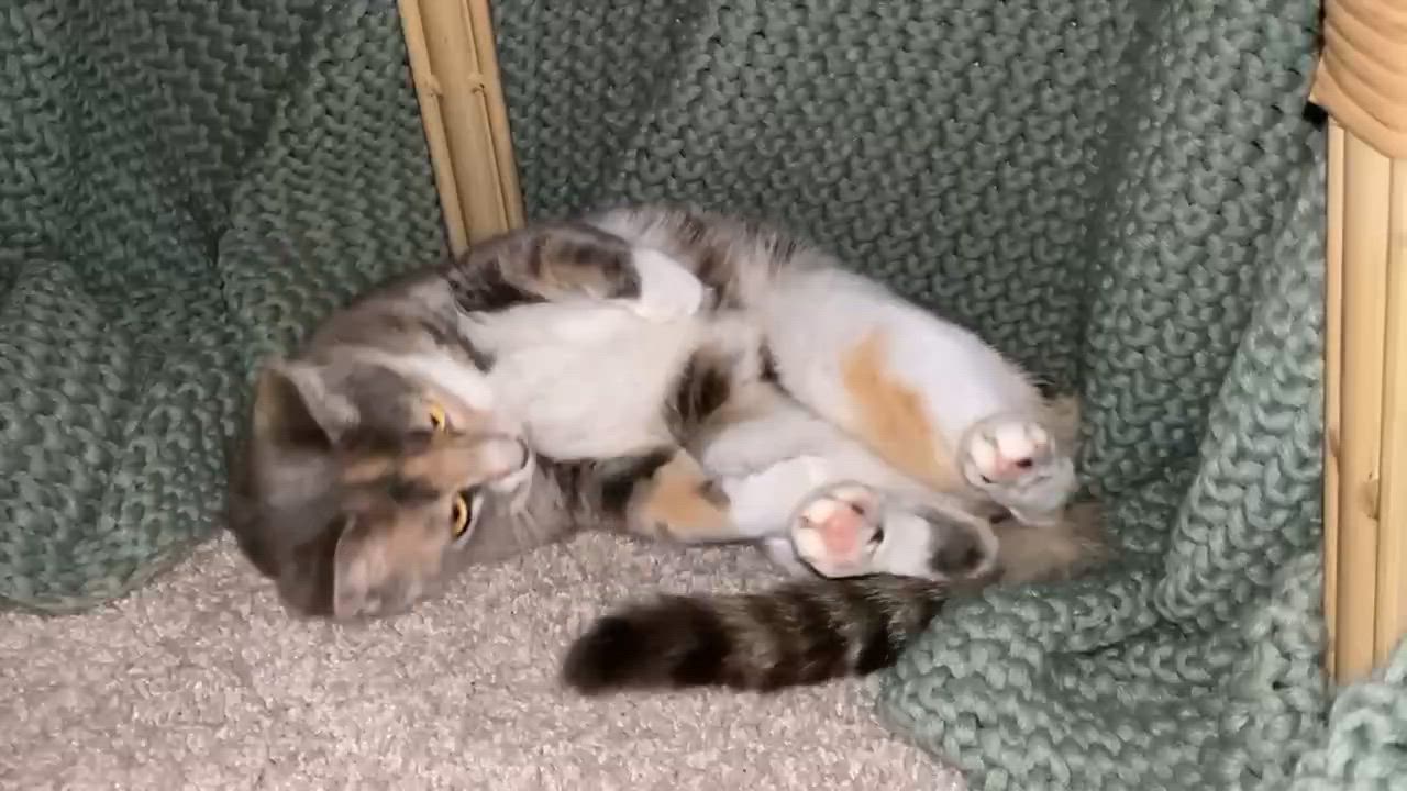 Enlarge Ellie, a ADOPTABLE American Shorthair in Wilmington, NC video 3/5
