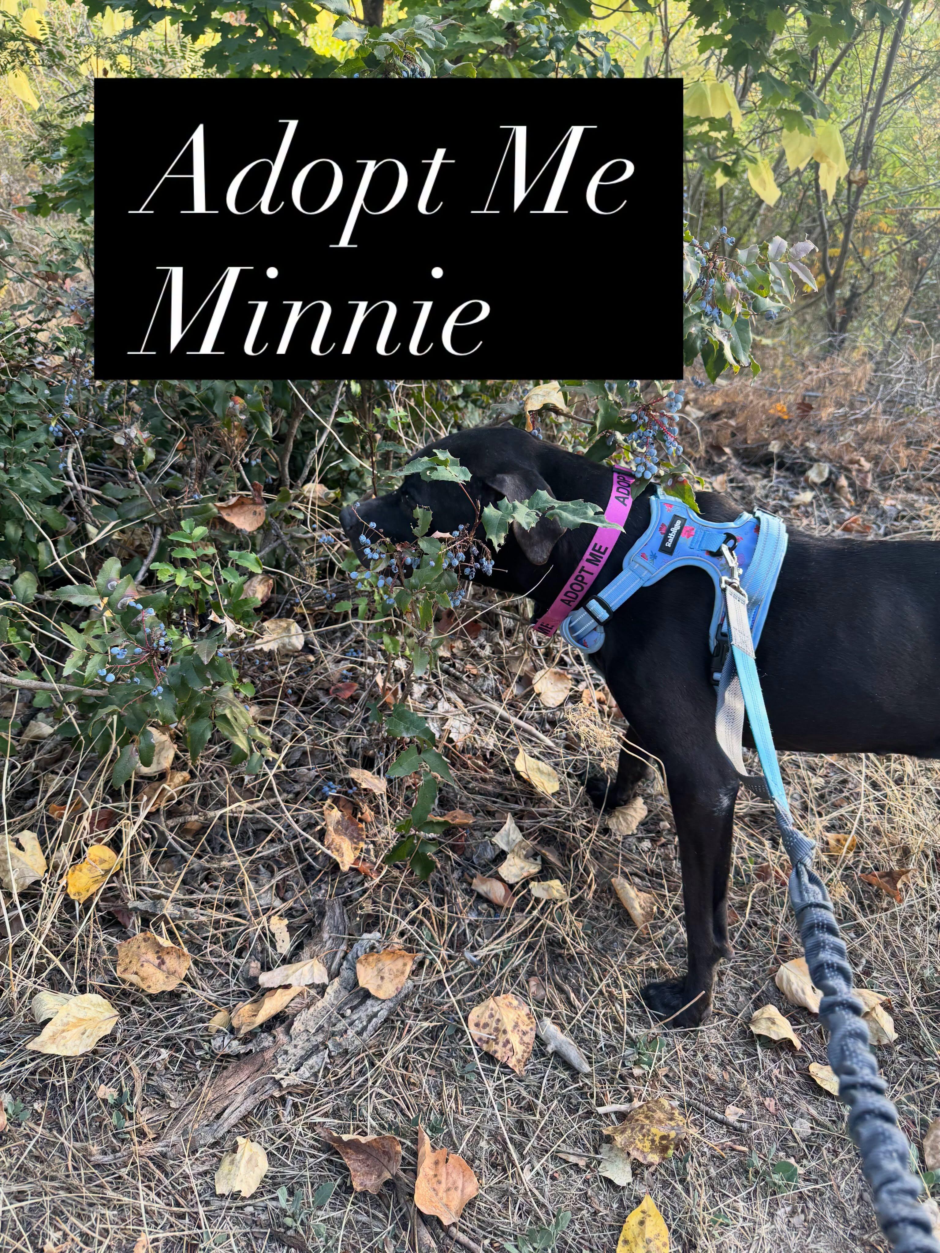 Enlarge Minnie, a Adoptable mixed breed in Star, ID image 1/4