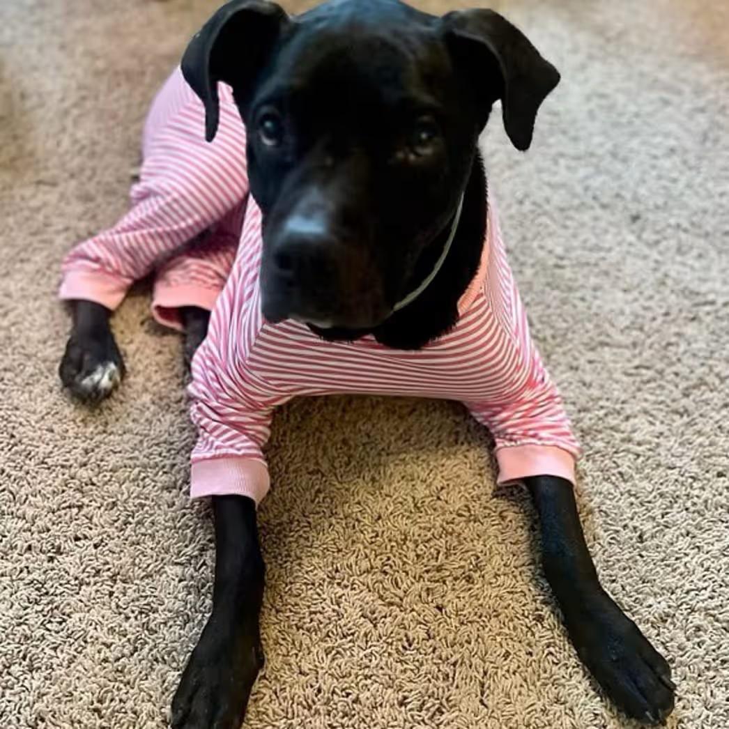 Enlarge Minnie, a Adoptable mixed breed in Star, ID image 2/4