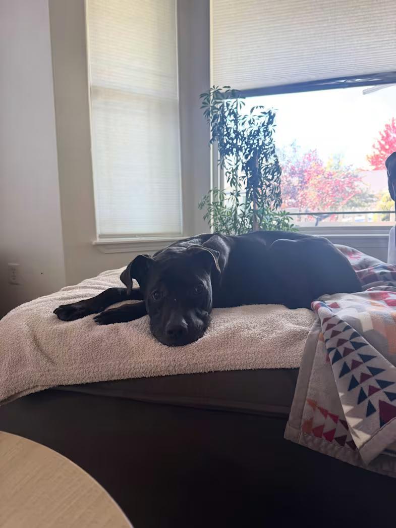 Enlarge Minnie, a Adoptable mixed breed in Star, ID image 3/4