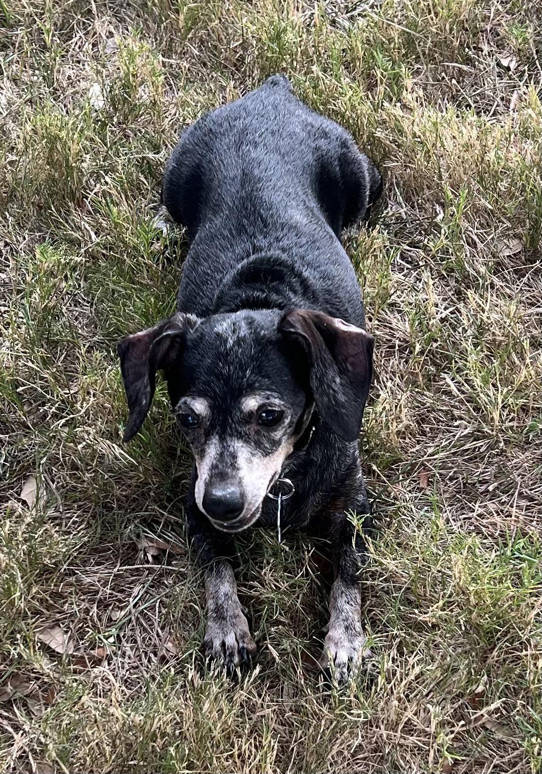 Enlarge Izzy, a Adoptable Dachshund in Pearland, TX image 1/3