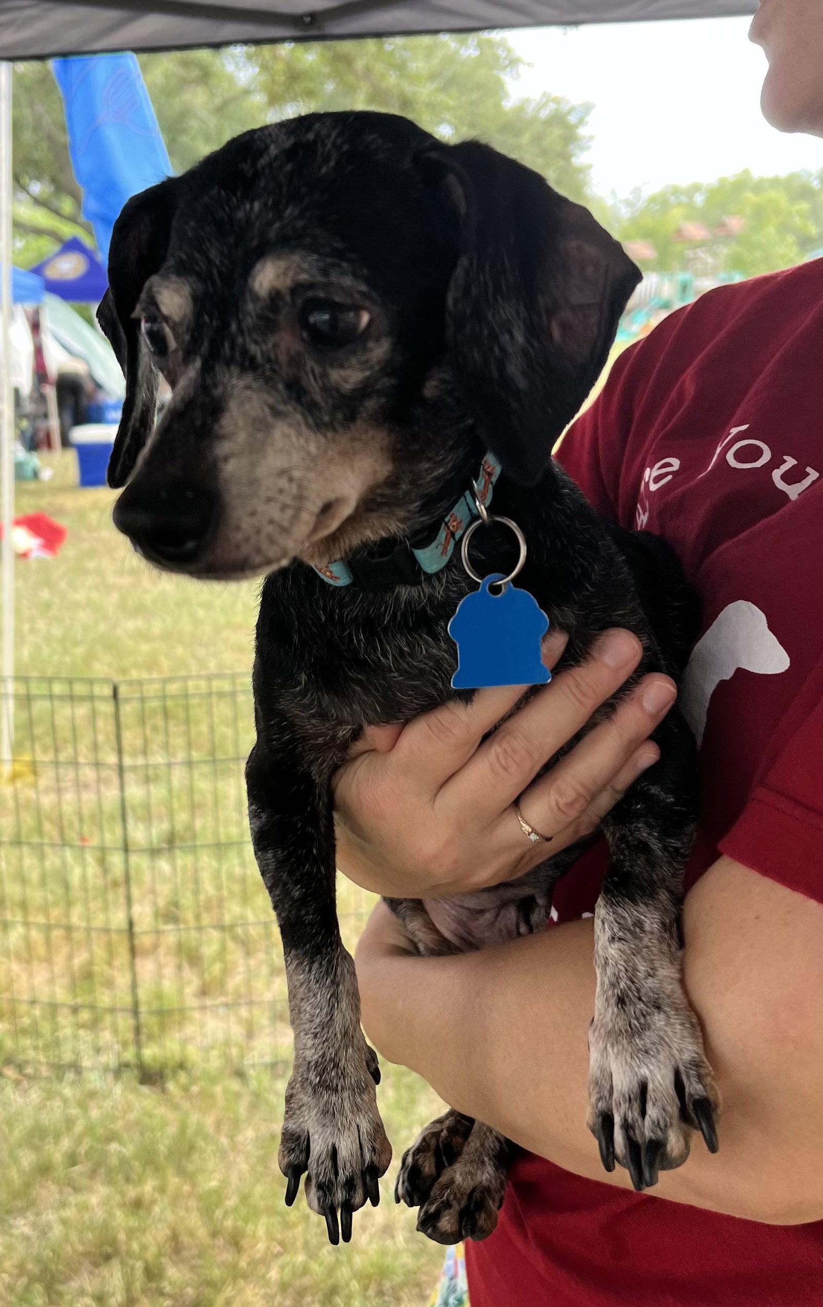 Enlarge Izzy, a Adoptable Dachshund in Pearland, TX image 2/3