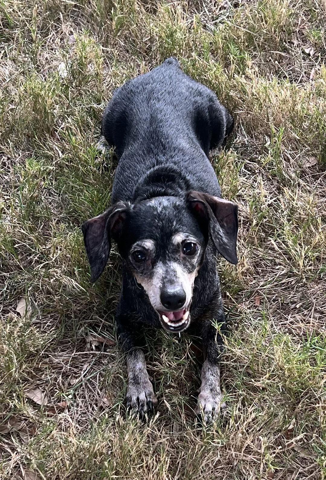 Enlarge Izzy, a Adoptable Dachshund in Pearland, TX image 3/3