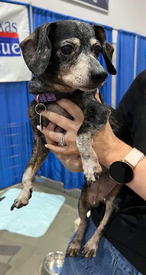 Izzy, Adoptable, Senior Female Dachshund.