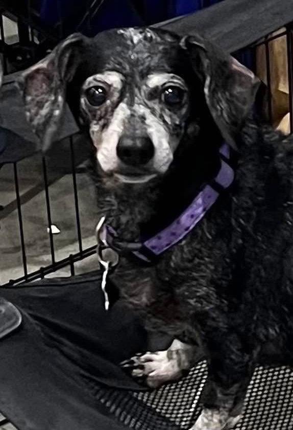 Enlarge Izzy, a Adoptable Dachshund in Pearland, TX image 2/3